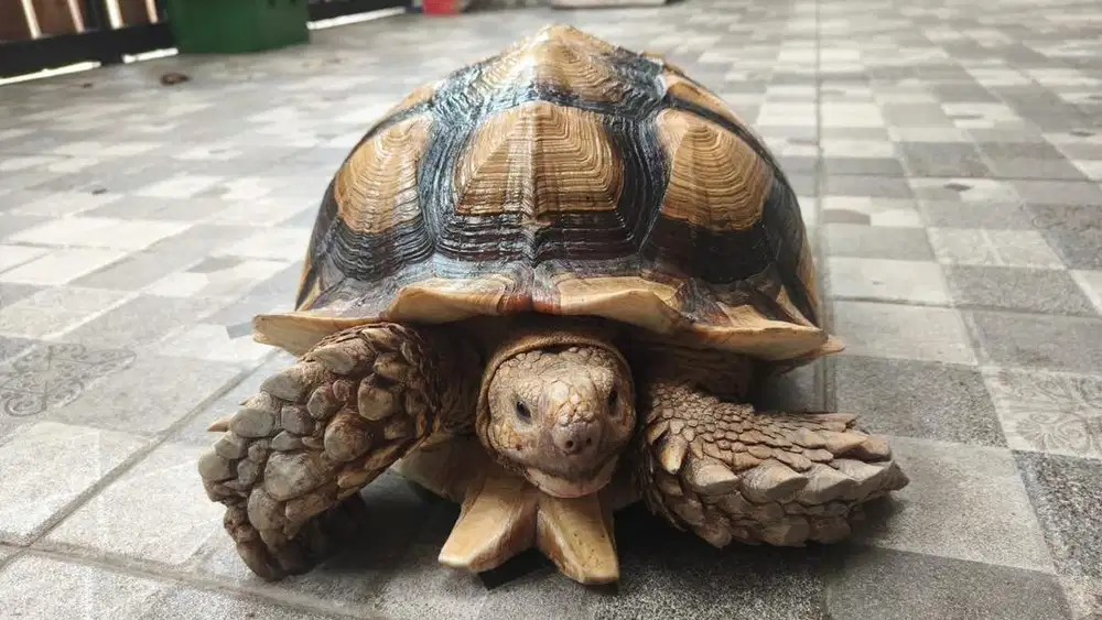 Kura Kura Sulcata Jantan Jumbo