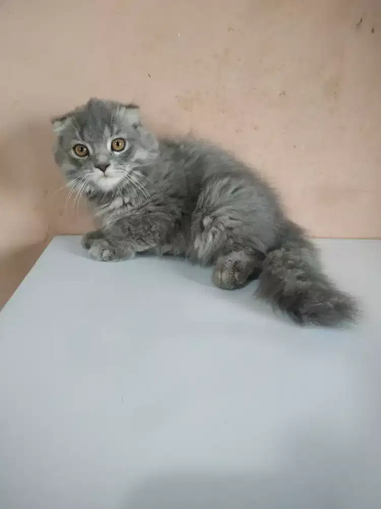 Kitten scottish fold jakarta selatan