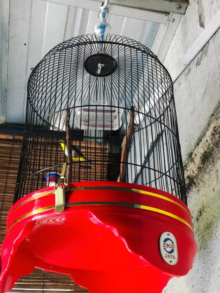 Burung PC Buxto Gacor Fullset