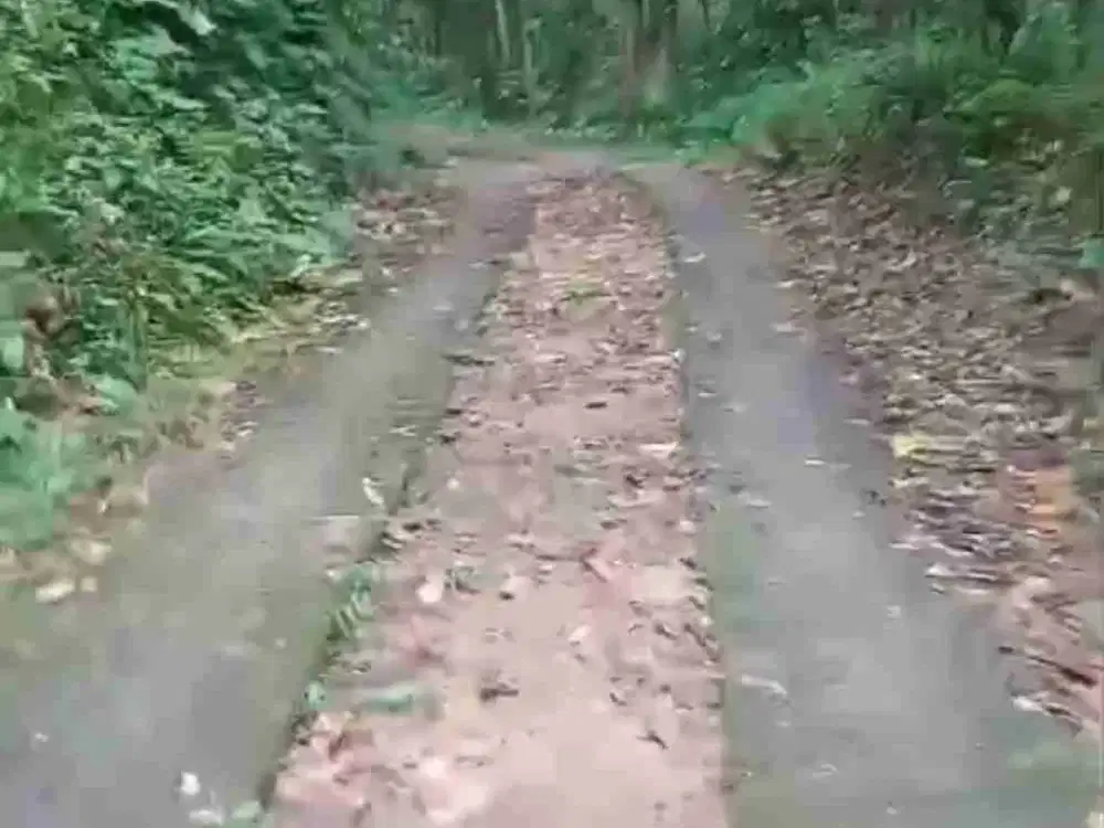 Dijual Kebun Durian, Kopi dan Manggis sudah produktif.