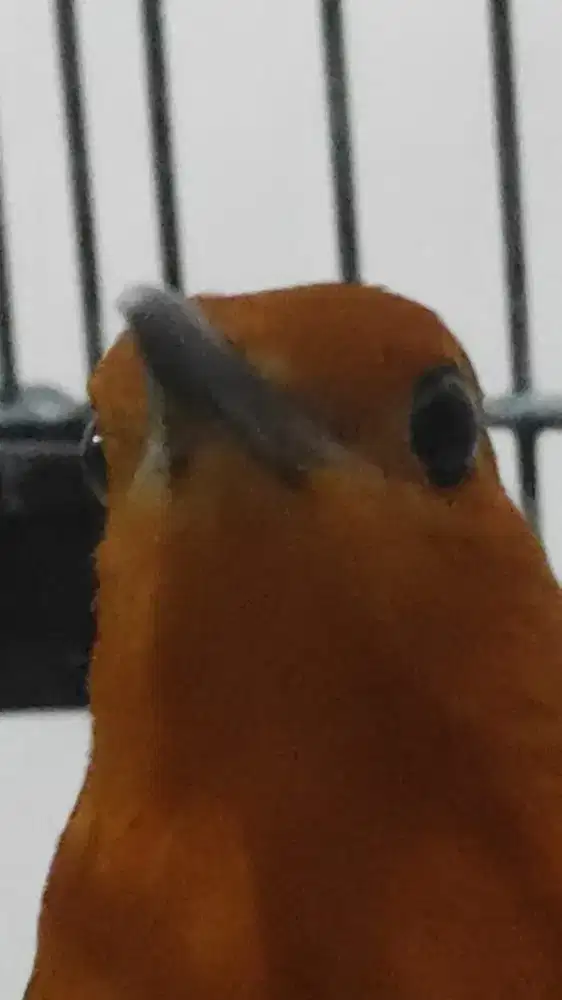 Am jenis kelamin umek² en dewe.