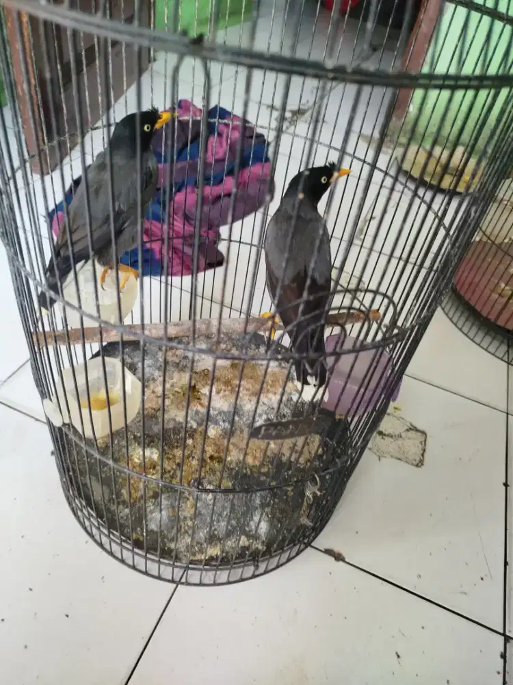 Jual burung jalak kebo mata putih