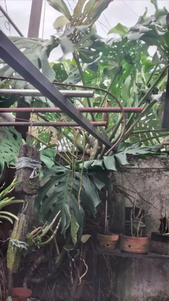 Monstera King Berdaun Rimbun