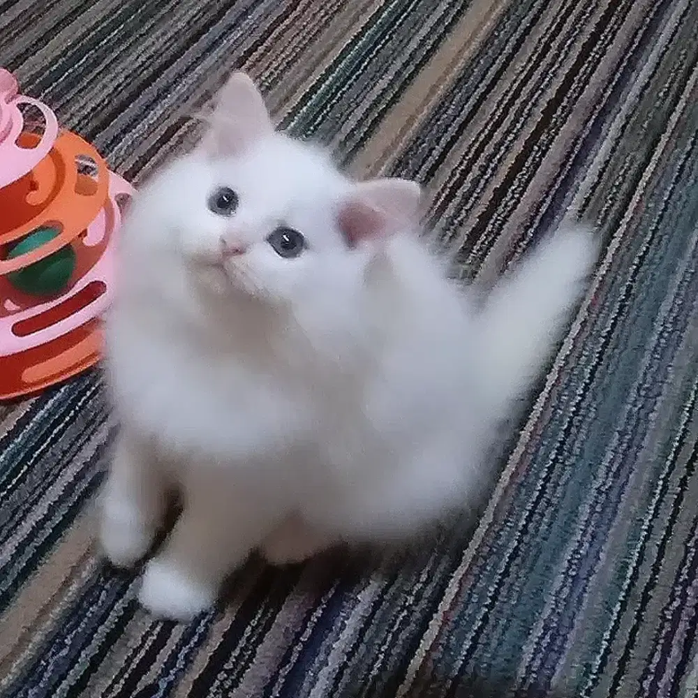 Kucing Persia Flatnose Jantan White Solid