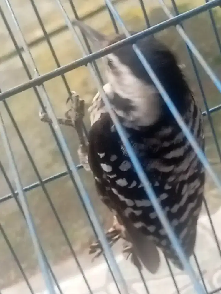 pelatuk beti jinak talal