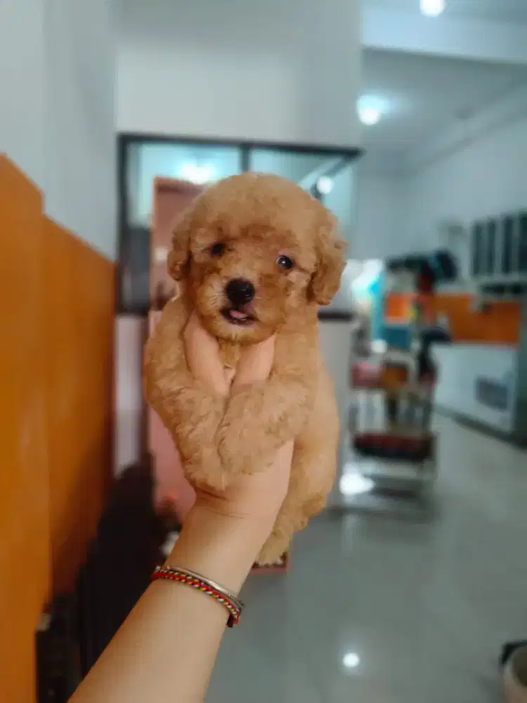Toy poodle merah pekat