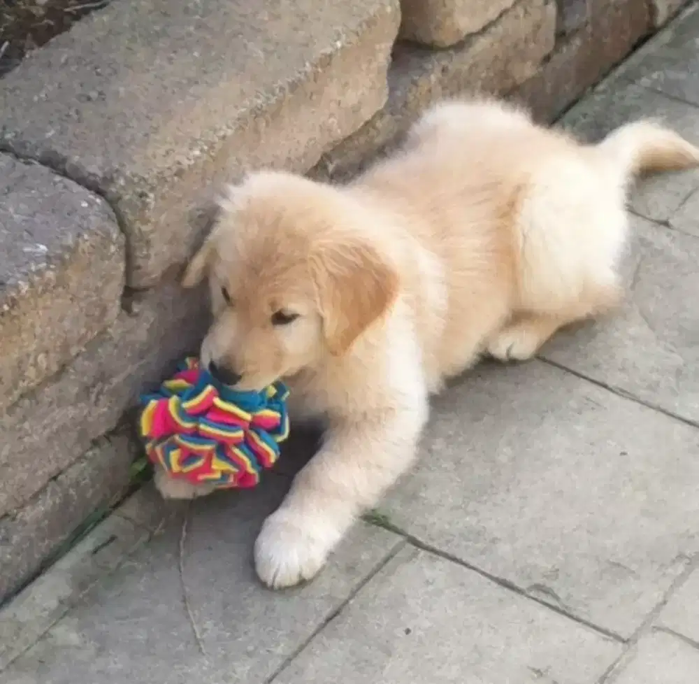 DIJUAL ANAK ANJING GOLDEN RETRIEVER