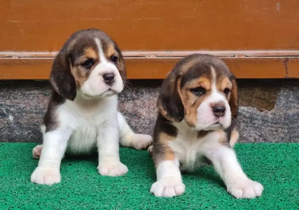DIJUAL ANAK ANJING BEAGLE