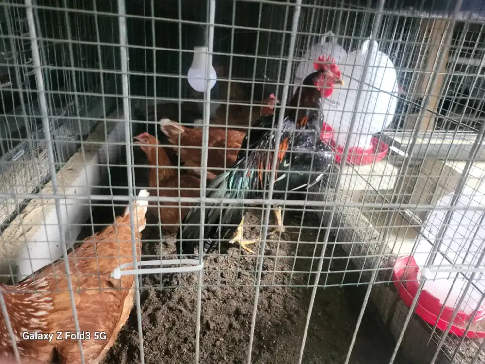 Jual Ayam KUB 2 Asli 100% Full Vaksin & Perawatan