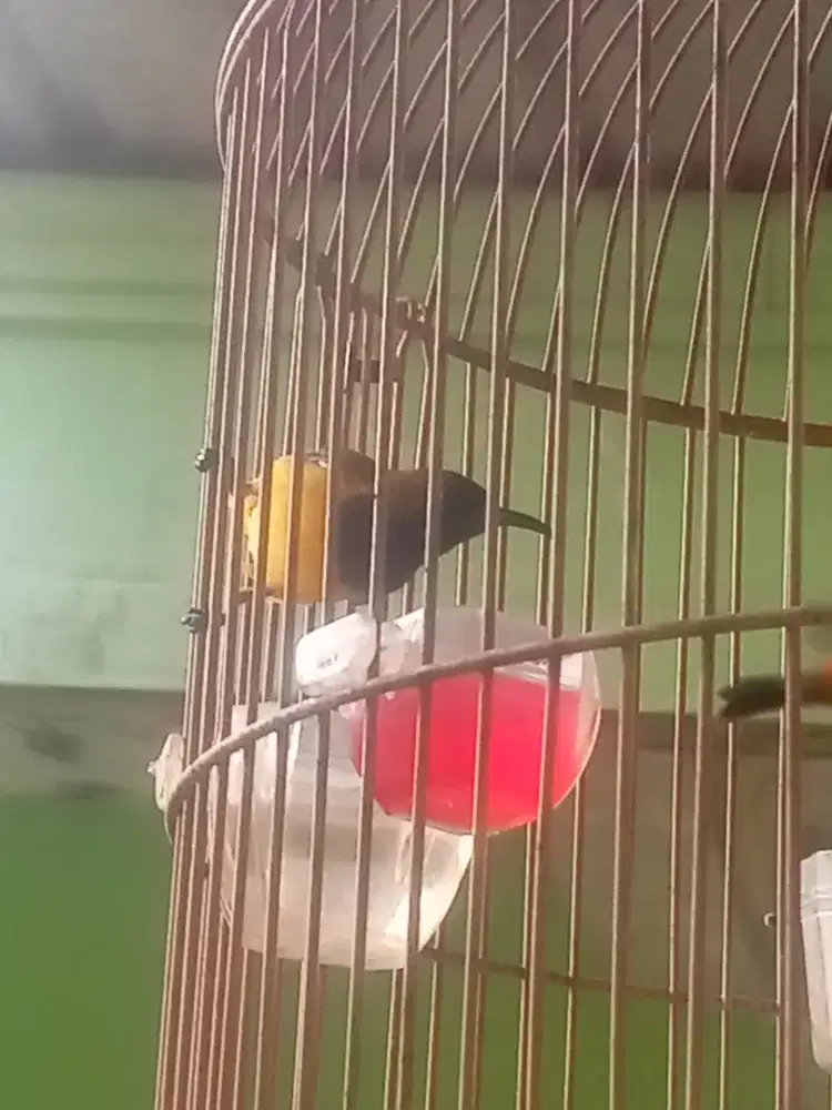 burung unik nopengan jantan