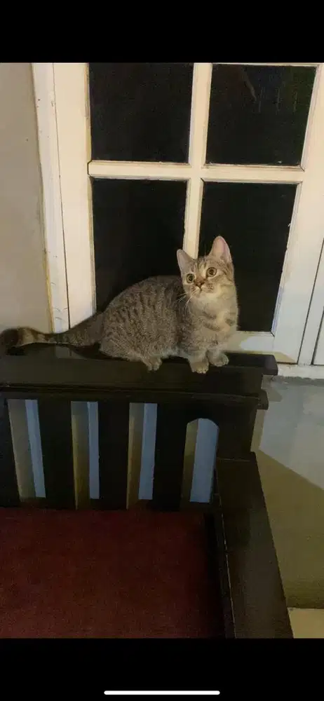 KUCING MUNCHKIN MINUET