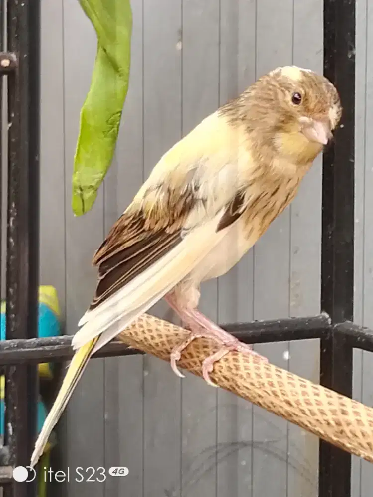 Terah Rasmi f Rasmi jantan