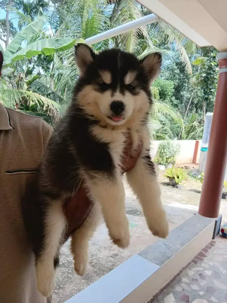 DIJUAL ANAK ANJING SIBERIAN HUSKY