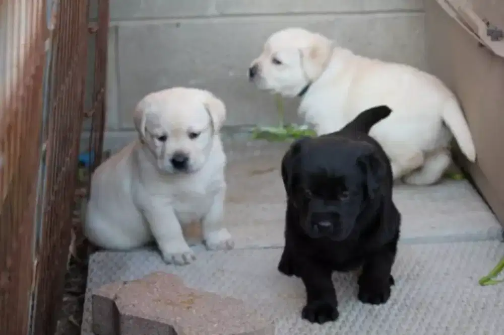 DIJUAL ANAK ANJING LABRADOR