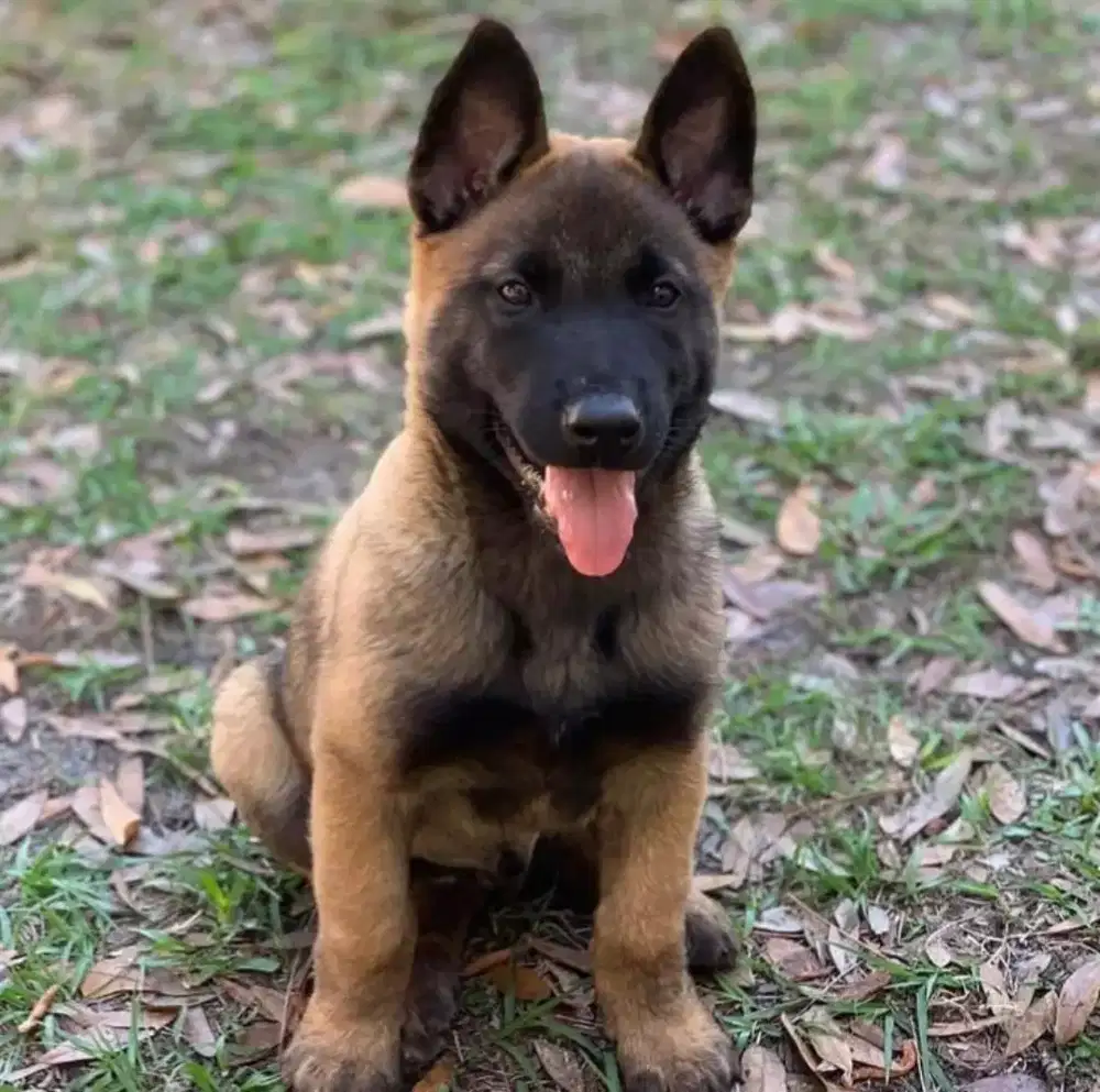 DIJUAL ANAK ANJING BELGIAN MALINOIS