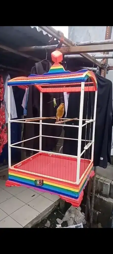 F1 Ys kandang bro sangkar