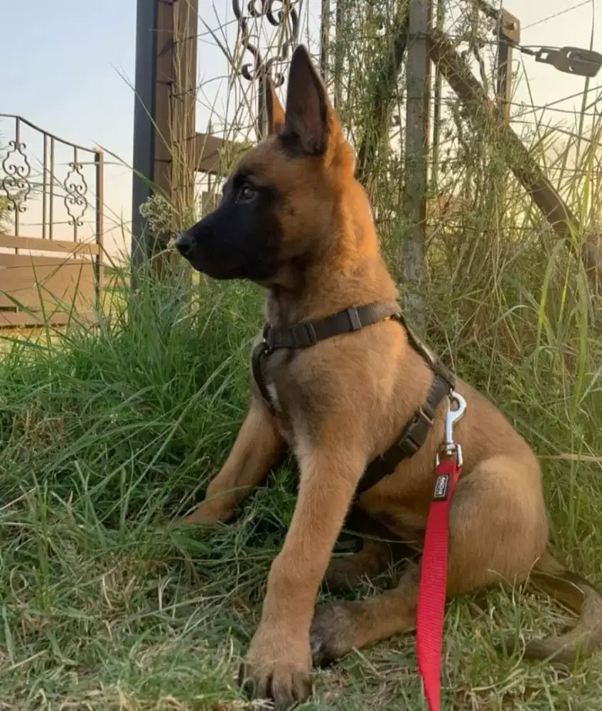 DIJUAL ANAK ANJING BELGIAN MALINOIS
