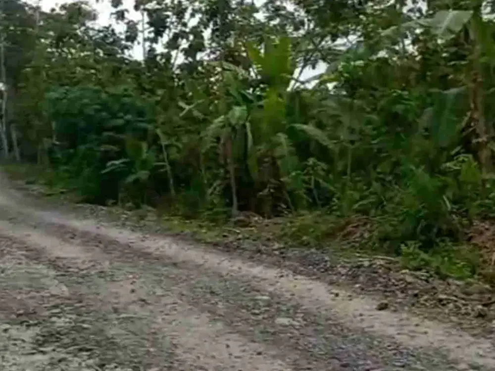 Tanah Murah di Clapar Hargowilis Kokap Kulon Progo Yogyakarta.