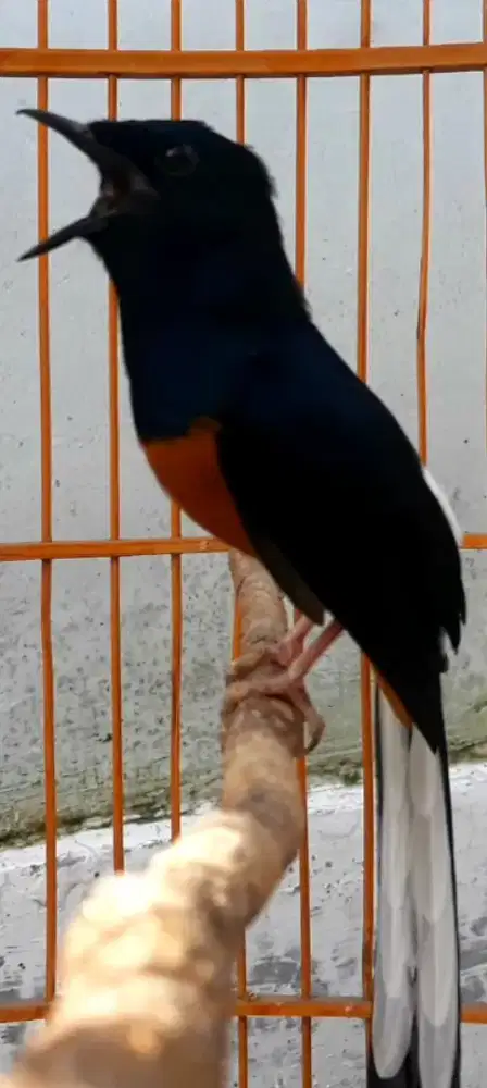 BURUNG MURAI MH MUDA GACOR