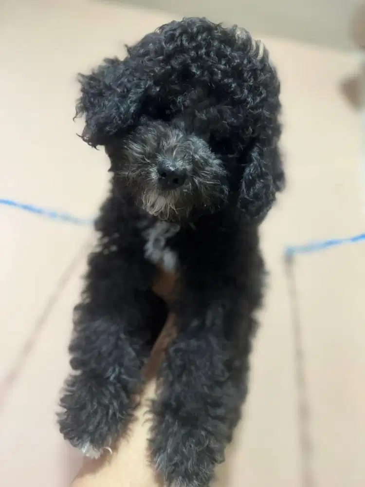 Poodle silver party male