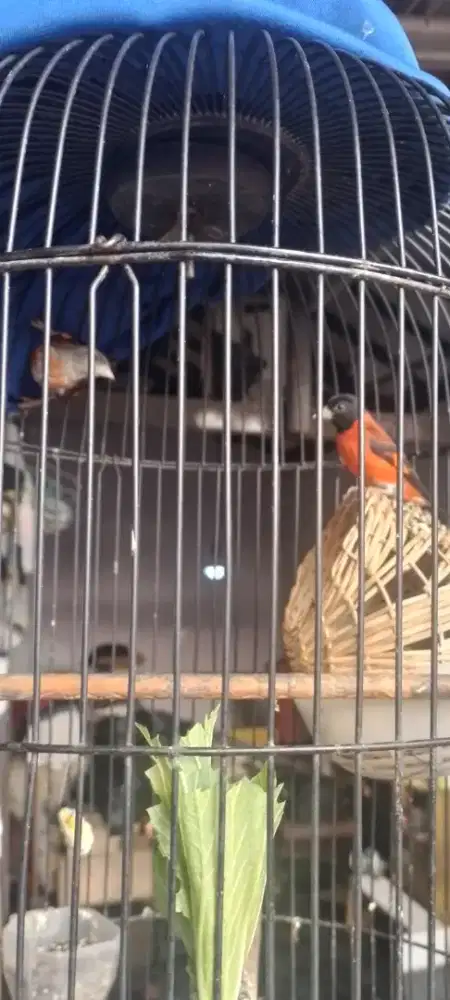 Burung Red siskin klasik 1 pasang produksi