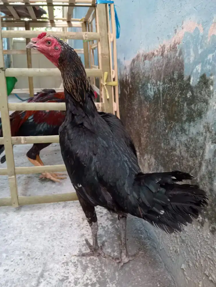 Ayam betina Bangkok postur tinggi