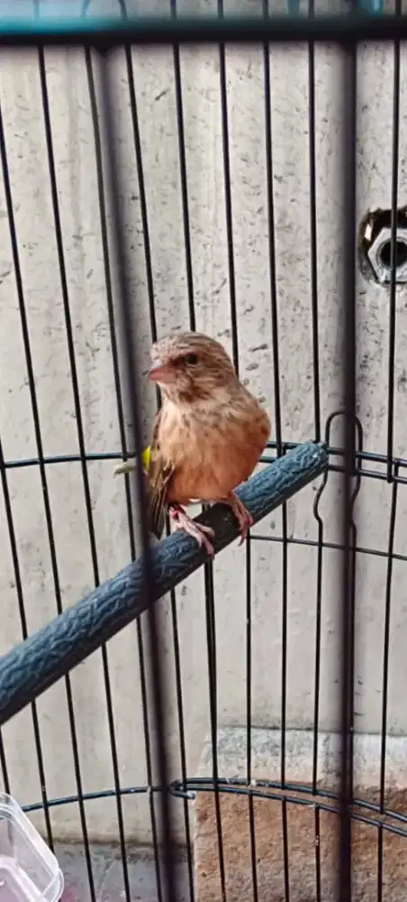 Blackthroat gacor 9 bln