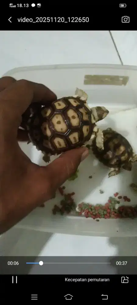 Kura darat / sulcata baby