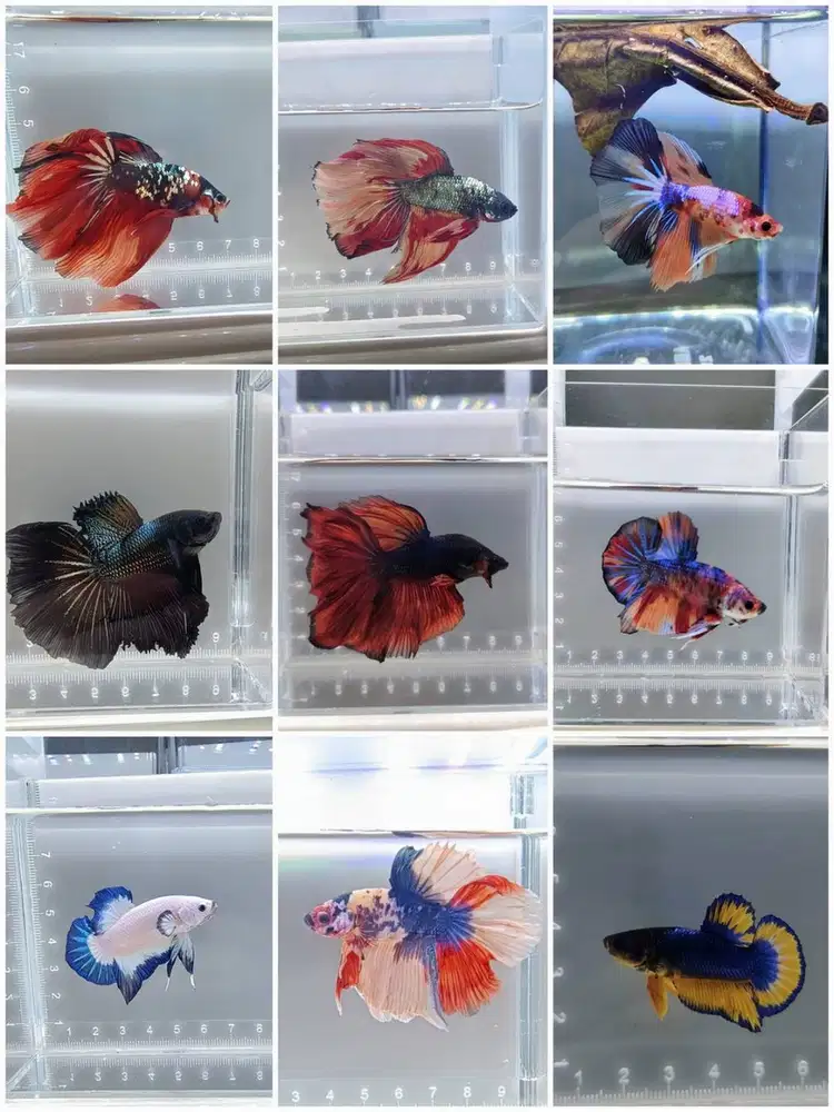 DIJUAL IKAN CUPANG (ECER MAUPUN PARTAI) HARGA MURAH (SURABAYA)