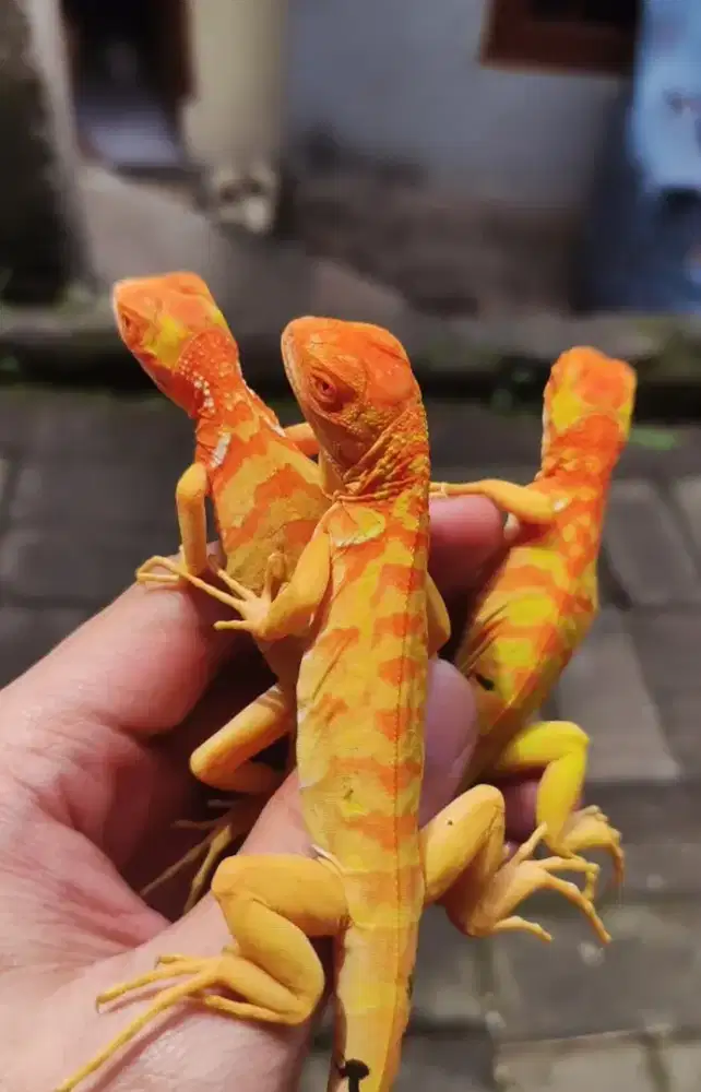 Iguana Red Albino Super