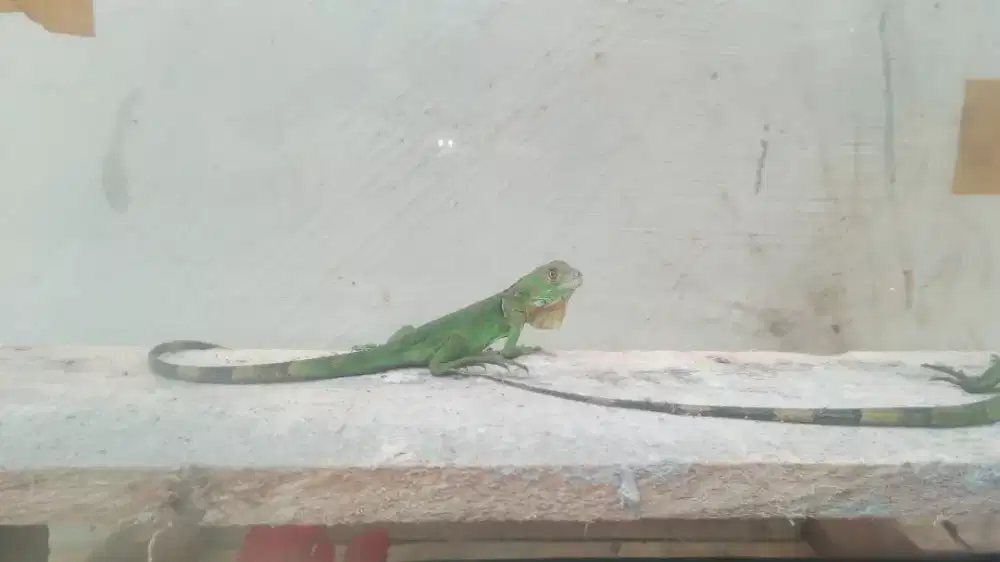 Baby red iguana usia 1bulan