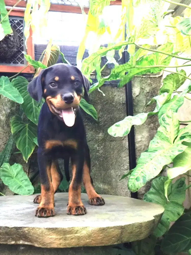 Rottweiler puppies/anakan rottweiler