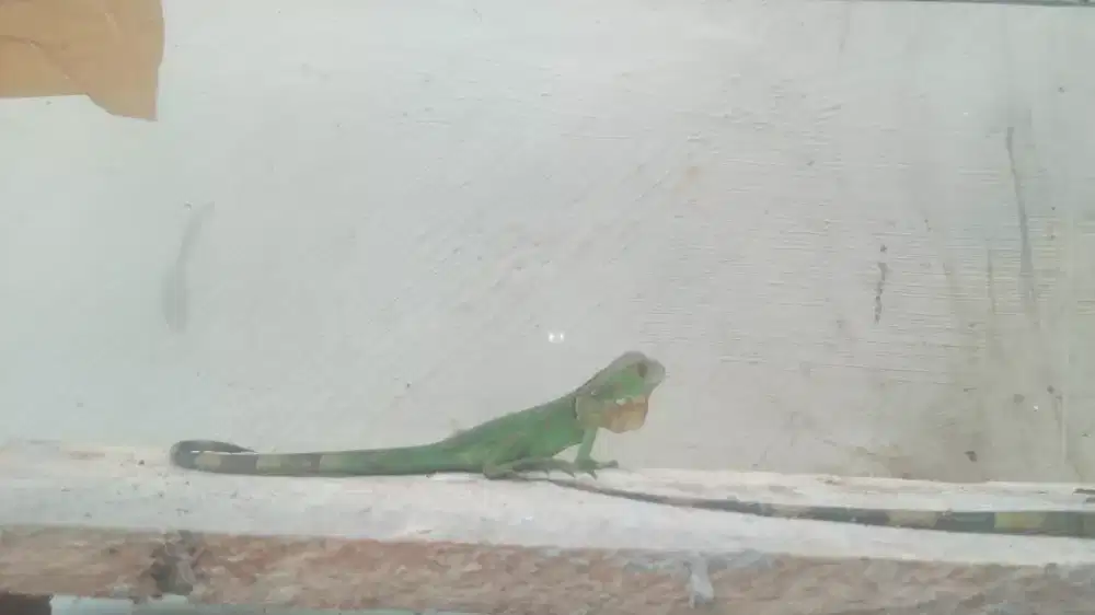 Baby red iguana sehat mulus
