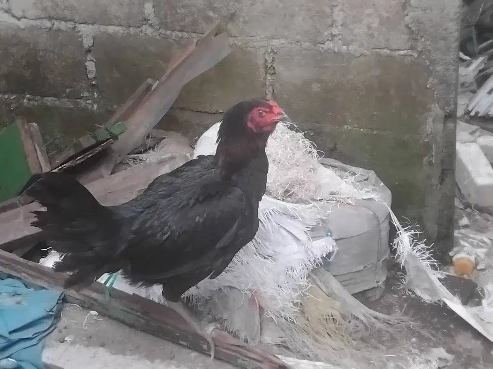 Ayam biang bangkok barter/tt