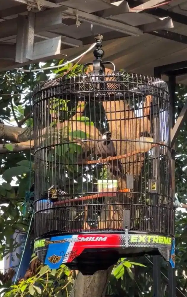 Poksay Jantan - Gacor