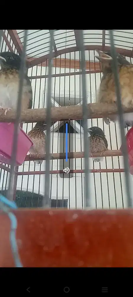 Borong terotol murai 1 sarang 4 ekor