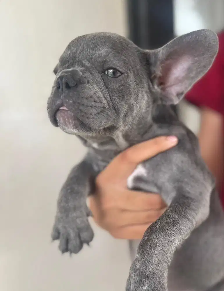 French Bulldog Exotic Blue