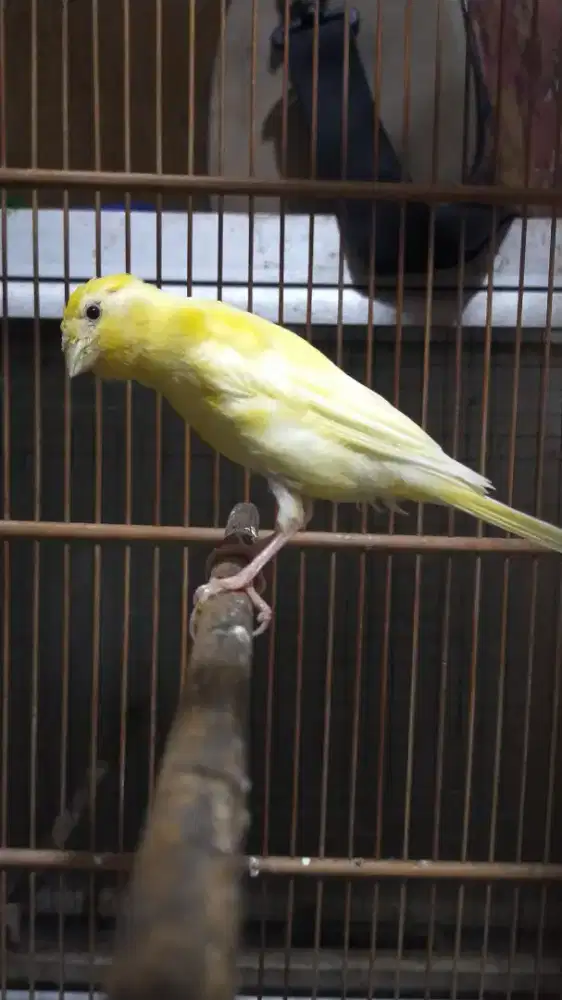 Burung kenari AFsf paud/anak jantan