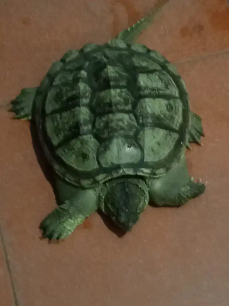 Jual kura2 seperti di foto tanpa perantara