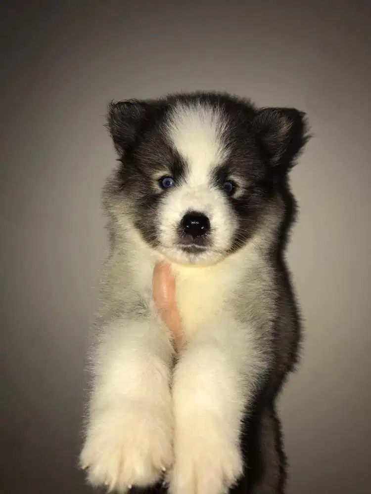 Husky mix Samoyed