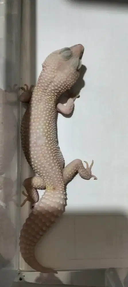 Dimahar 4 Ekor Gecko