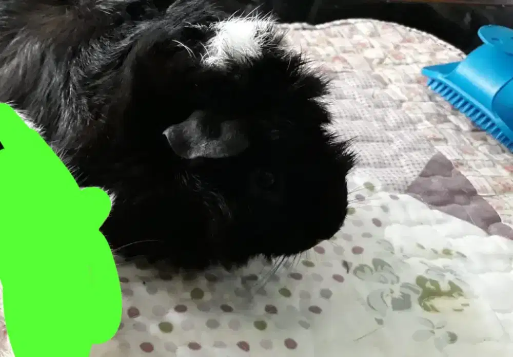 hibah Guinea pig + kandang + pakan