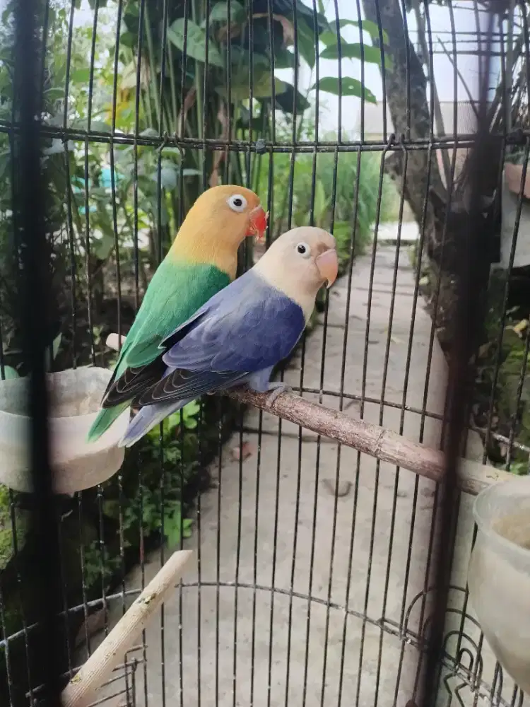 Lovebird  indukan biola aqua