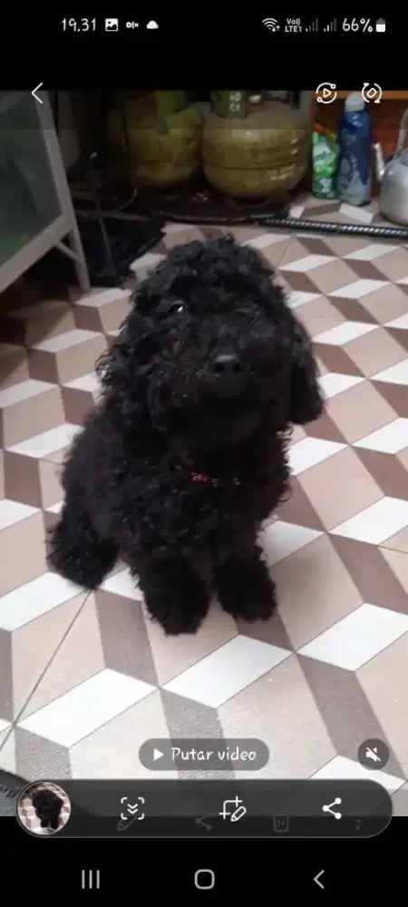 Open black poodle adoption