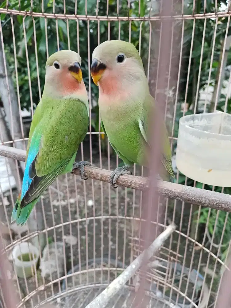 Lovebird nonklep