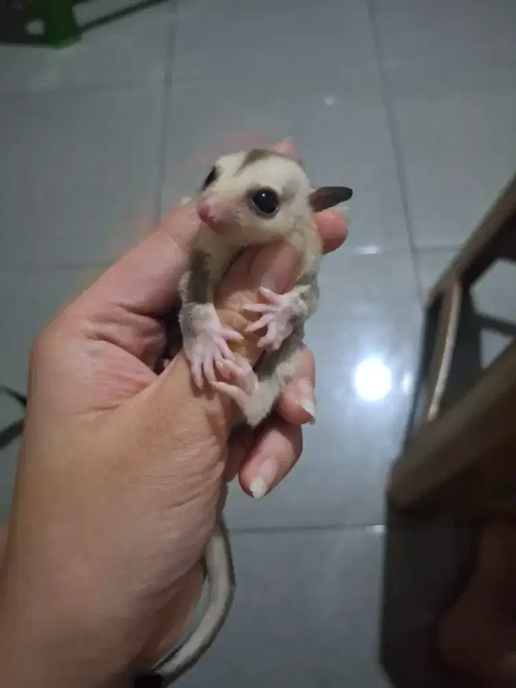 Sugar Glider Classic Grey Jantan