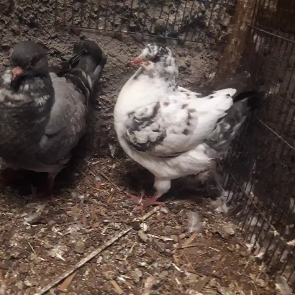 Merpati soking spasang