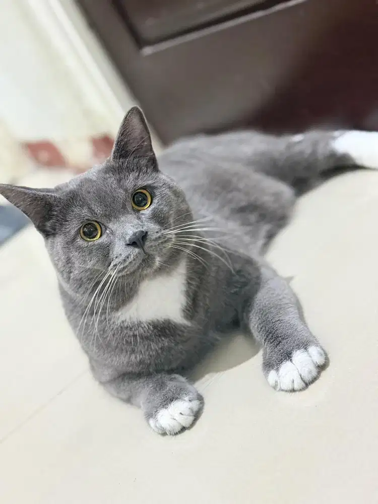 Jasa Pacak BSH Bicolor