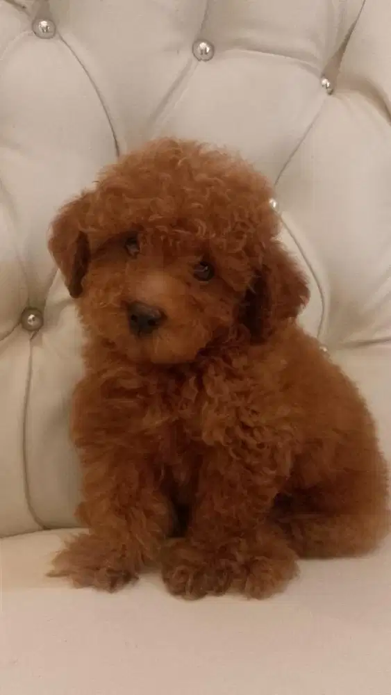 Poodle red jantan umur 2 bulan non stb kosongan