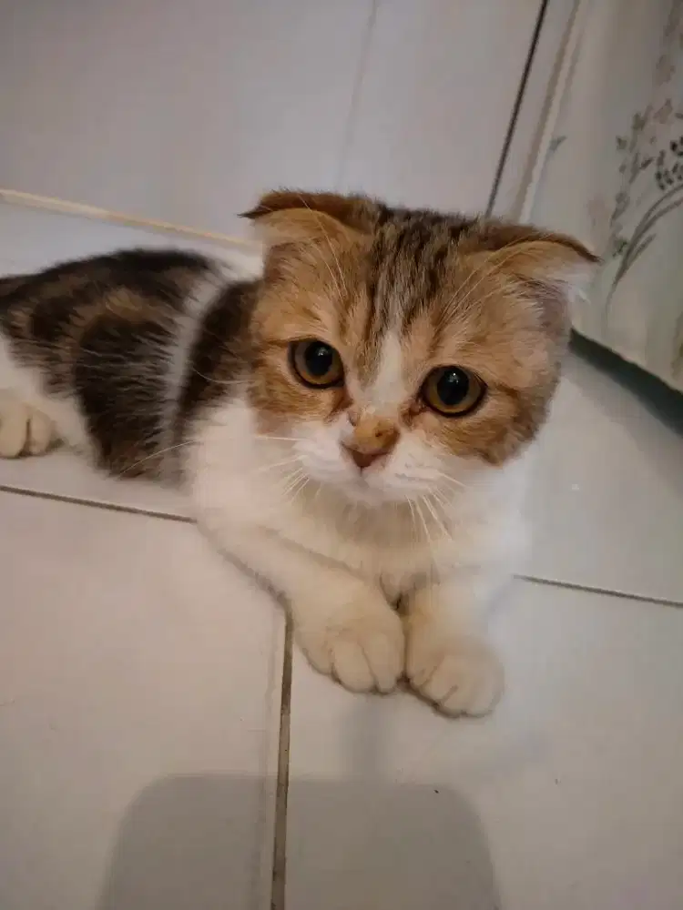 kucing kitten scotish